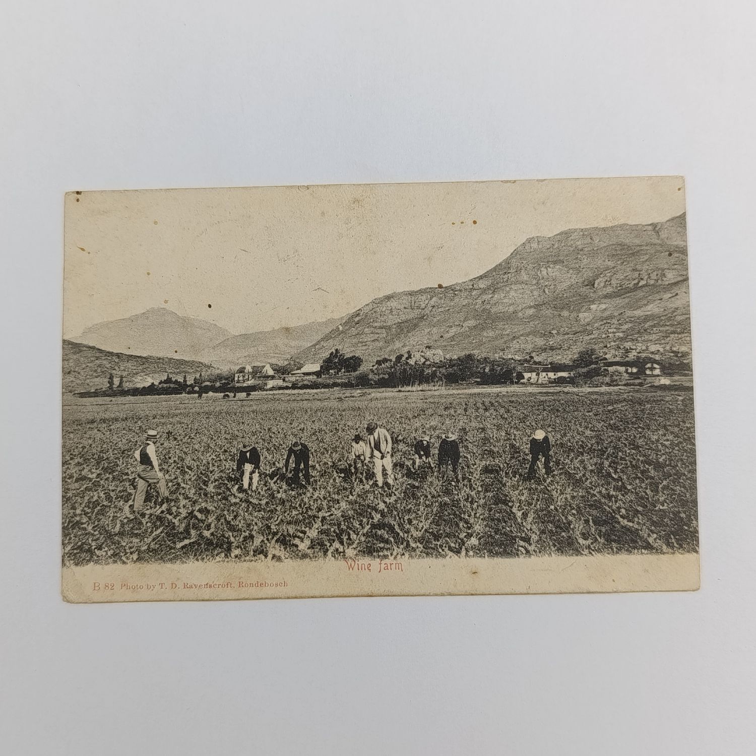 1905 Postcard Breede River Station to Stellenbosch picture of people working in the fields Rondebosch