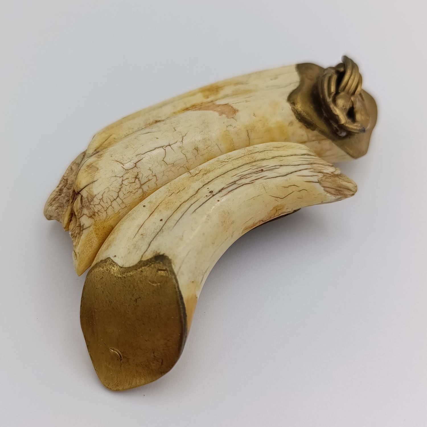 Custom made warthog tooth belt buckle