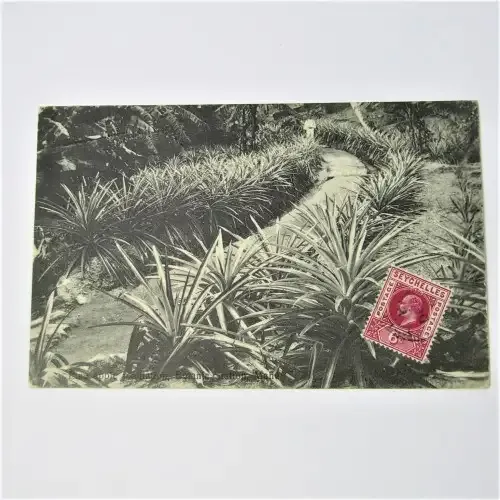 Seychelles Postcard