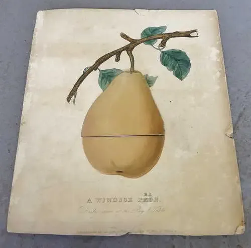 A Windsor Pair/Pear souvenir Royal Novelty card