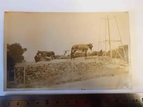 Original photo postcard 1906 with mules pumping water on Robben Island - then a leper colony - RARE