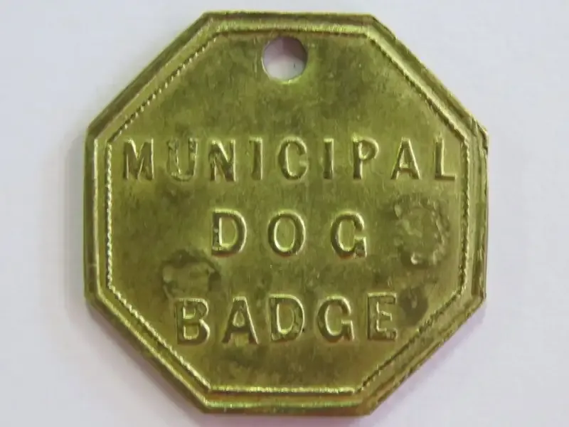 1904 Municipal dog badge/licence #C609