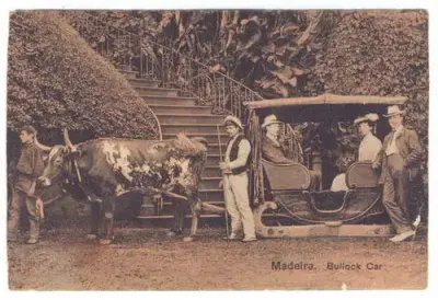 Postcard - Madeira, Bullock Car - Used but not posted