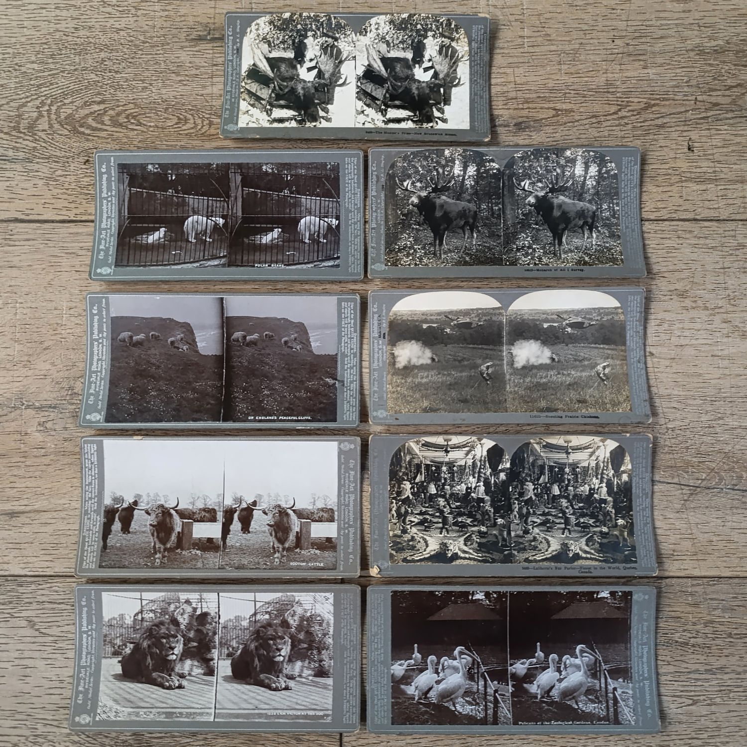 Lot of 9 Antique stereoscope cards with pictures of animals