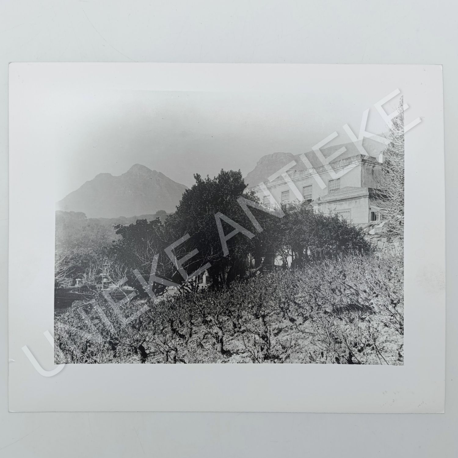 Farmhouse and Vineyard at the foot of Table Mountain antique photo reprint