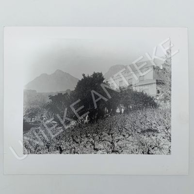 Farmhouse and Vineyard at the foot of Table Mountain antique photo reprint