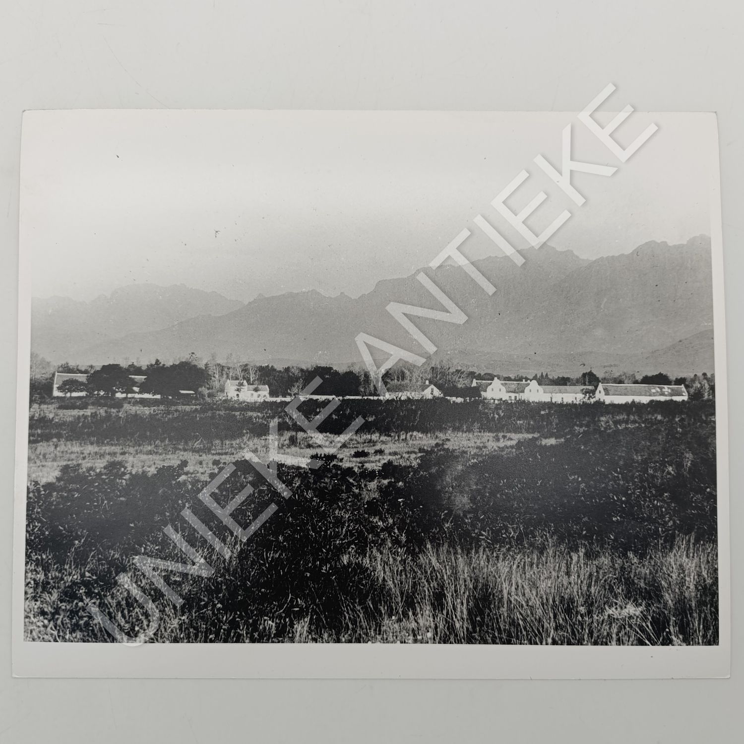 Antique photo reprint of farm in Groot-Drakenstein area - possibly Boschendal