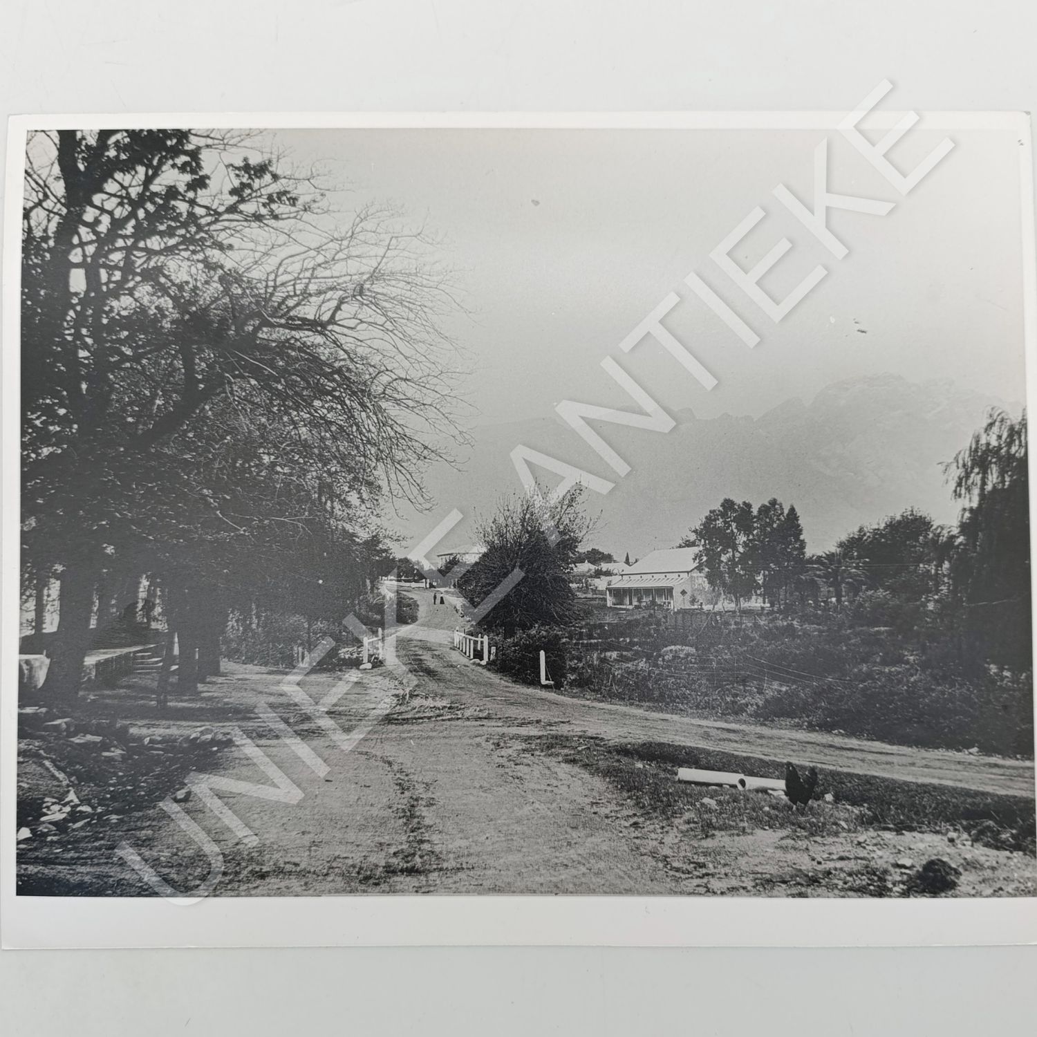Antique photo reprint of Franschhoek Main road