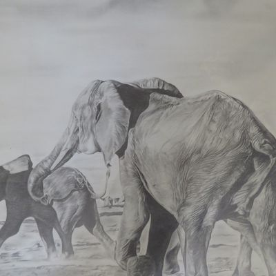 Large pencil sketch of elephants in frame by Mbongeni Isaac