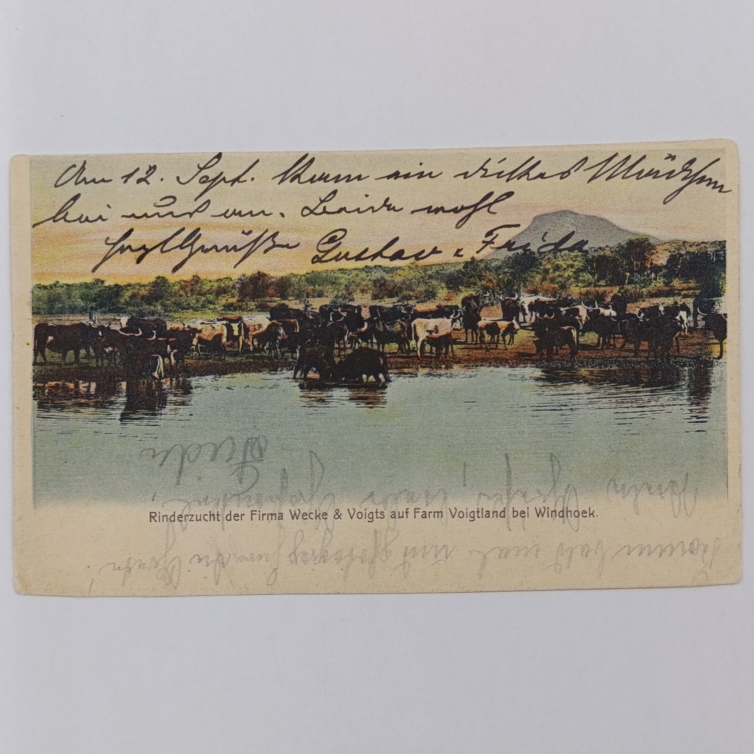 1904 German South West Africa postcard to Johan Carl Weche in Eldagsen, Germany from Windhoek. 5 Pfennig Kaiser Yacht Stamp - picture of cattle on Voigtland farm at Windhoek