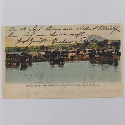 1904 German South West Africa postcard to Johan Carl Weche in Eldagsen, Germany from Windhoek. 5 Pfennig Kaiser Yacht Stamp - picture of cattle on Voigtland farm at Windhoek 1904 German South West Africa postcard to Johan Carl Weche in Eldagsen, Germany from Windhoek. 5 Pfennig Kaiser Yacht Stamp - picture of cattle on Voigtland farm at Windhoek