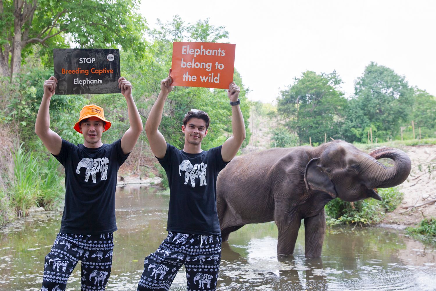 เสื้อยืด Stop Elepains
