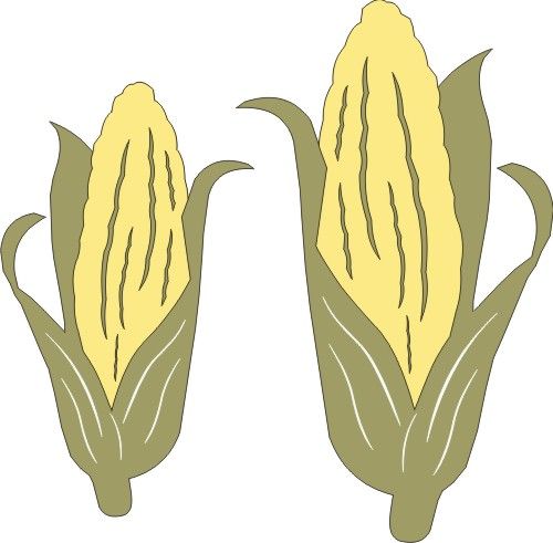 PP Corn