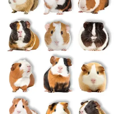 F Paper House Pop Up Scrapbook Stickers Guinea Pigs