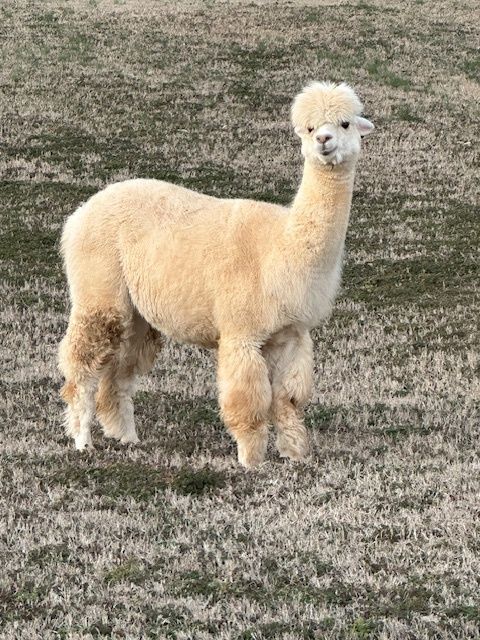 Charlotte Yarn Alpaca