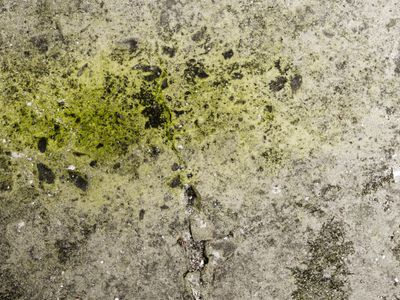 MOULD TREATMENT / CLEANING