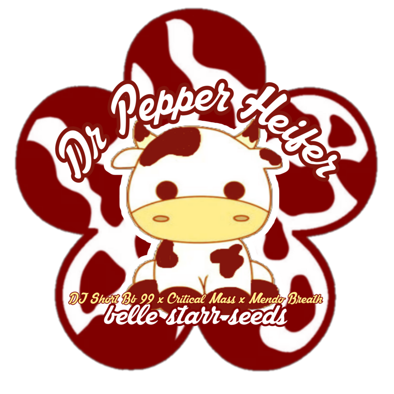 Dr Pepper Heifer