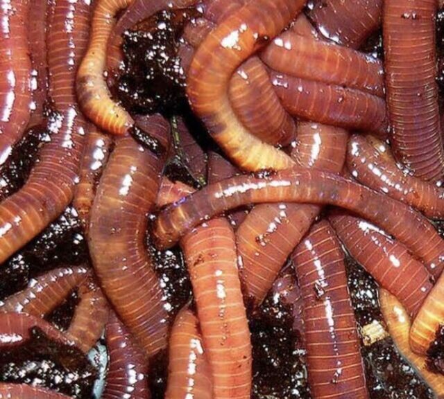 Red Wigglers 1 Pound
