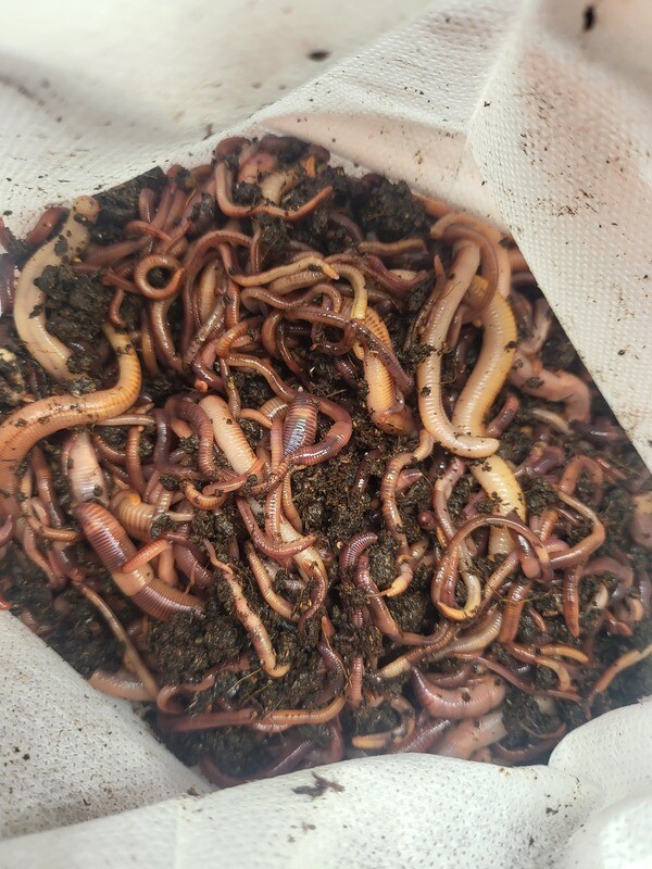 Composting Worm Colony mix 1 pound.