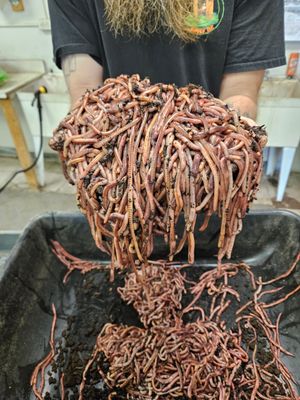 European Night Crawlers 1/2 Pound