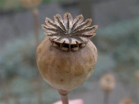 Poppy Seed, Whole