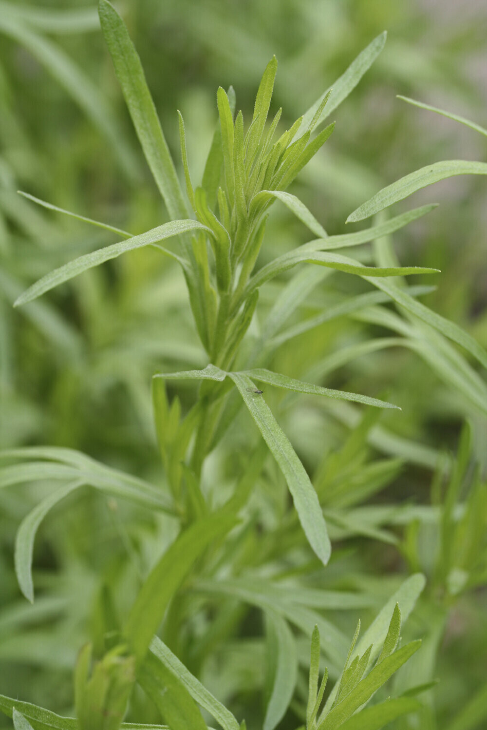 Tarragon