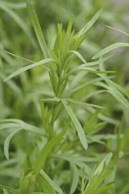 Tarragon