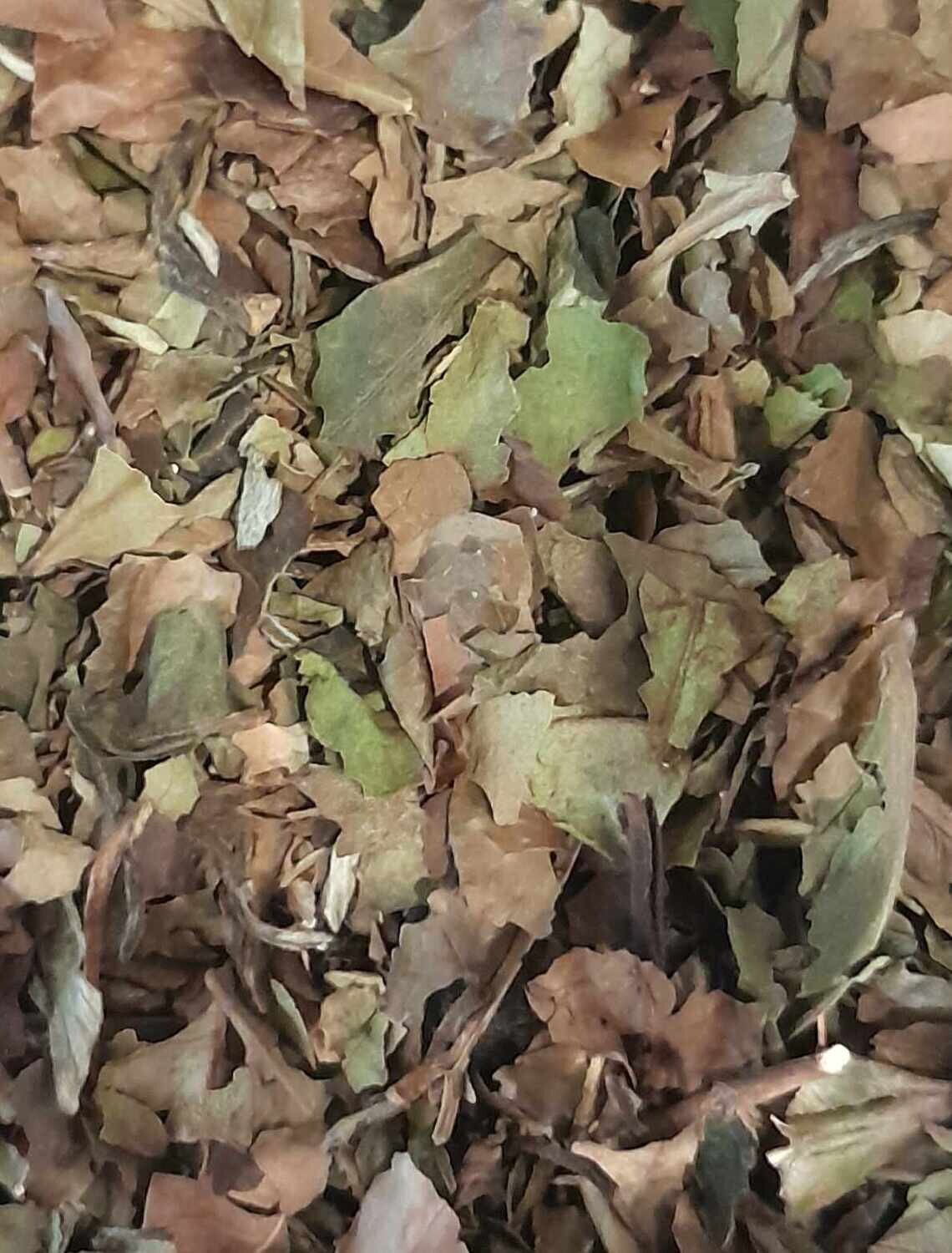 White Blueberry