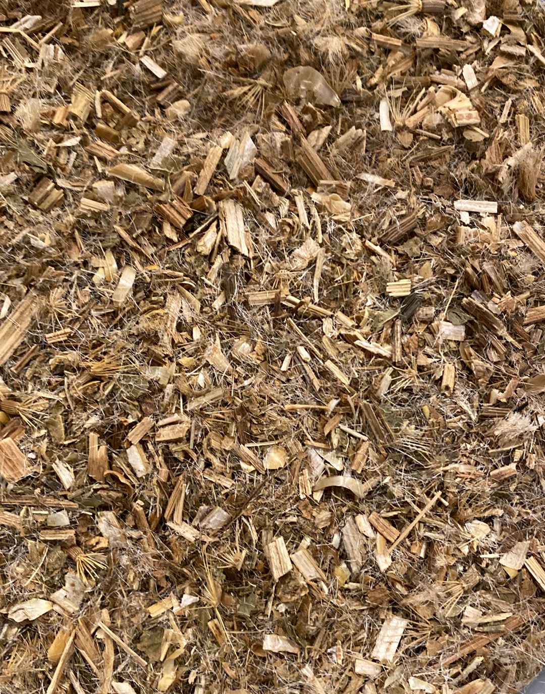 Blessed Thistle
