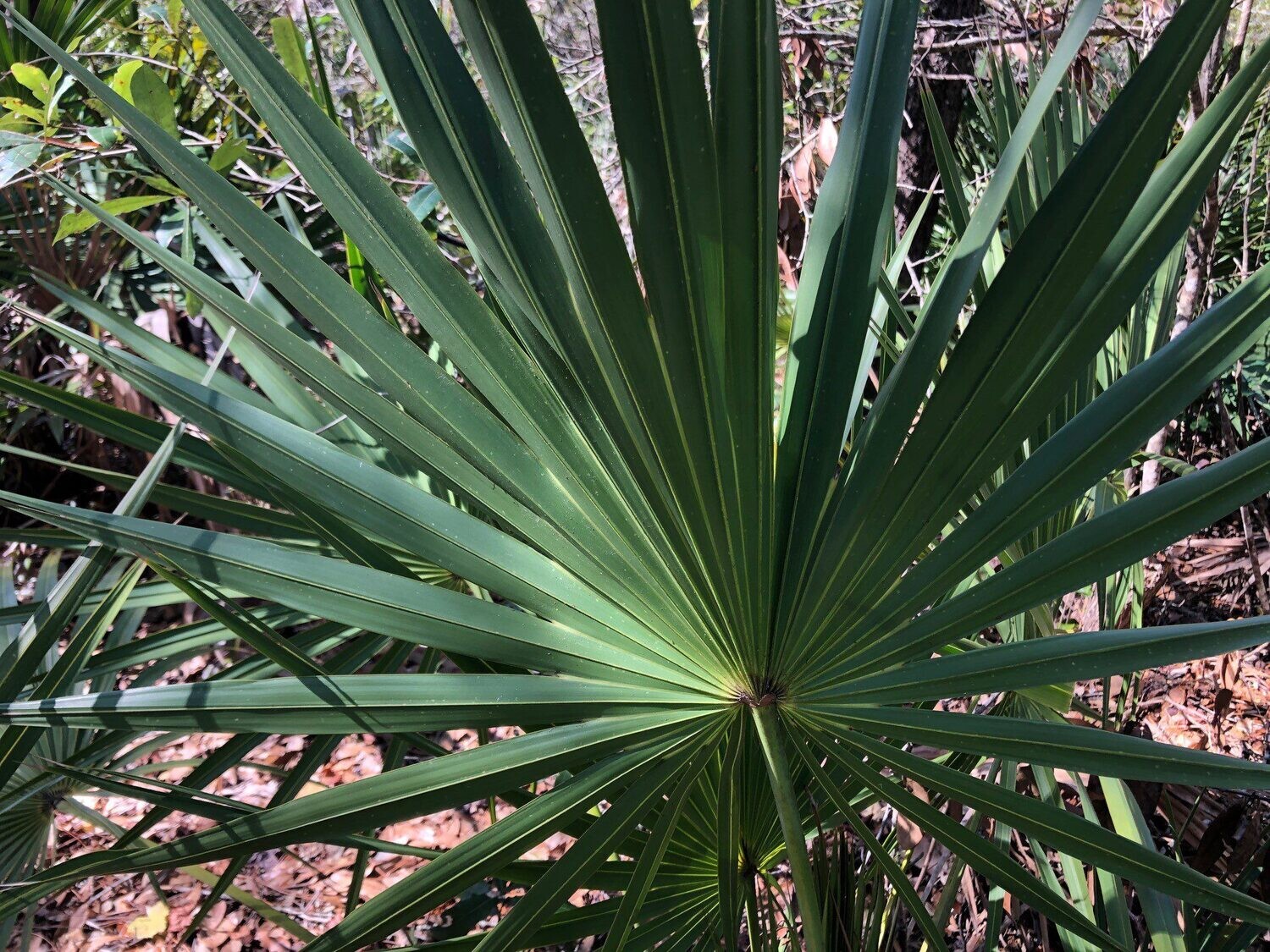 Saw Palmetto, Powder