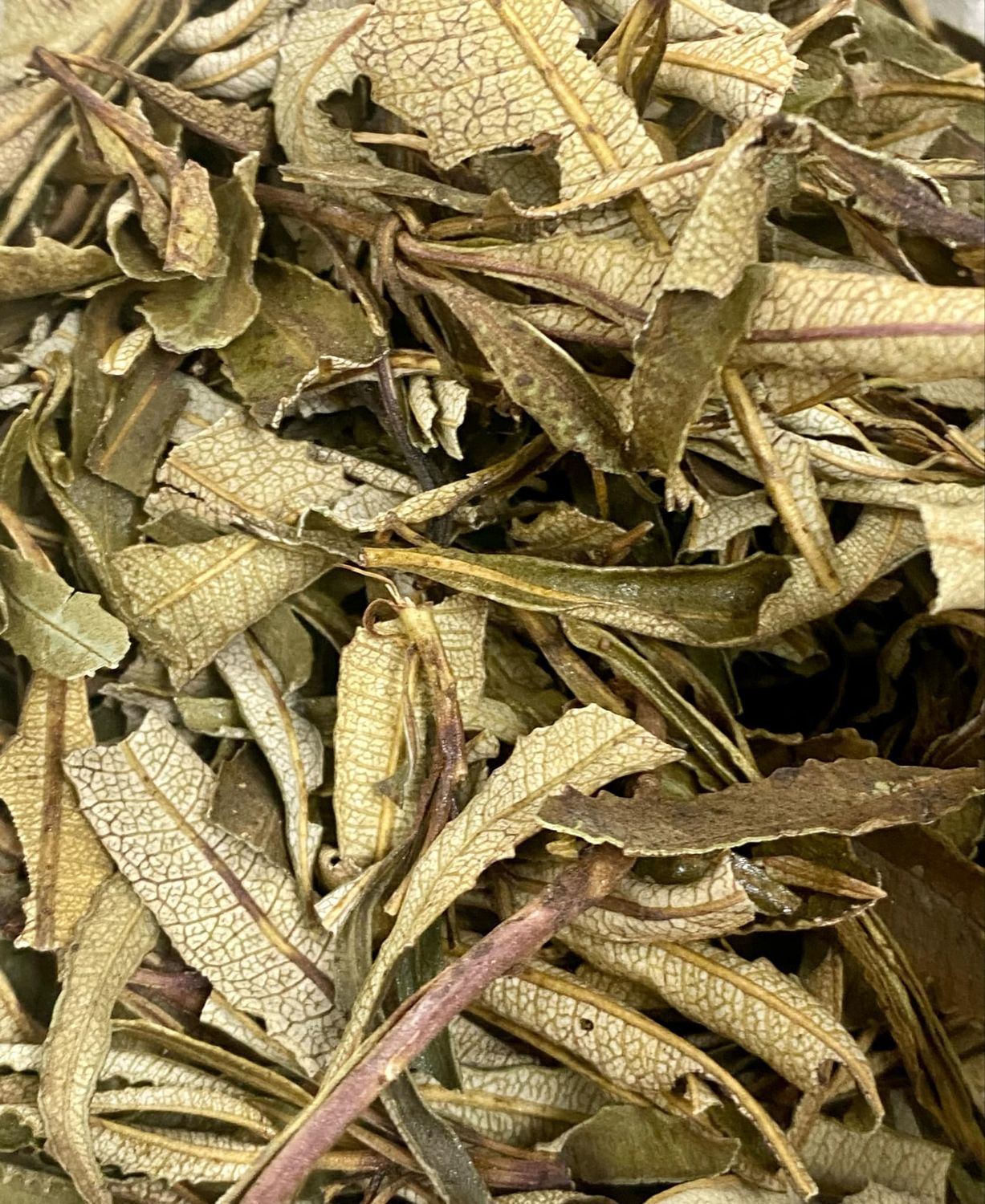 Yerba Santa, Wild Crafted