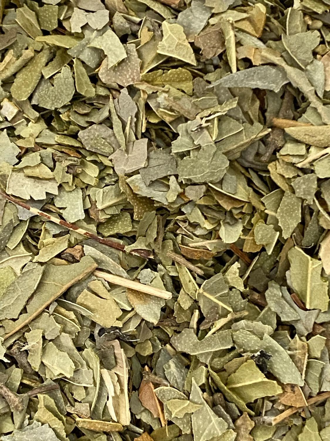 Boldo Leaf, Organic
