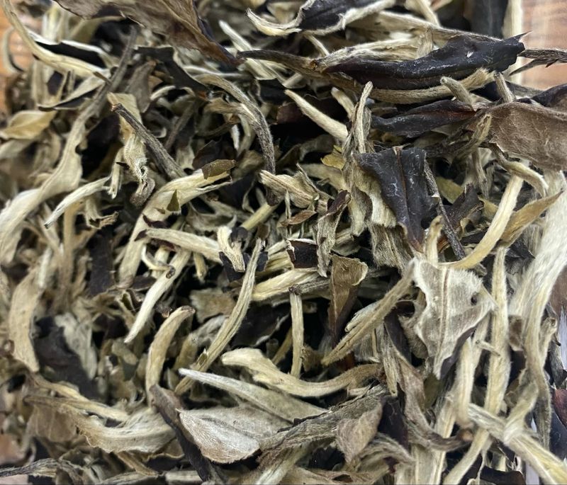 Old Tree Yue Guan Bai, Moon Light White Pu&#39;erh