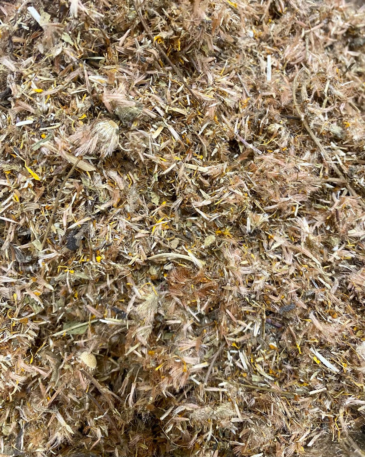 Arnica Flowers