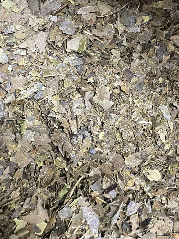 Fire Roasted Yaupon, Organic