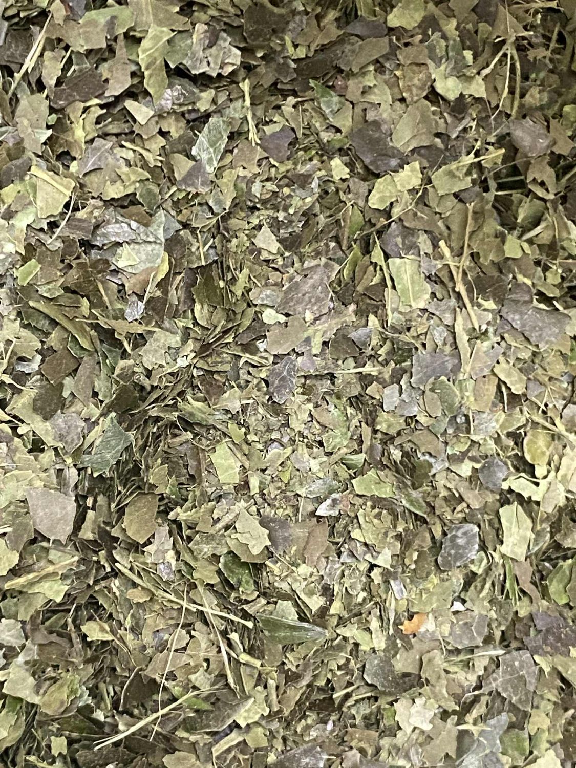 Yaupon Holly, Organic