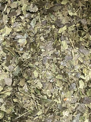 Yaupon Holly, Organic