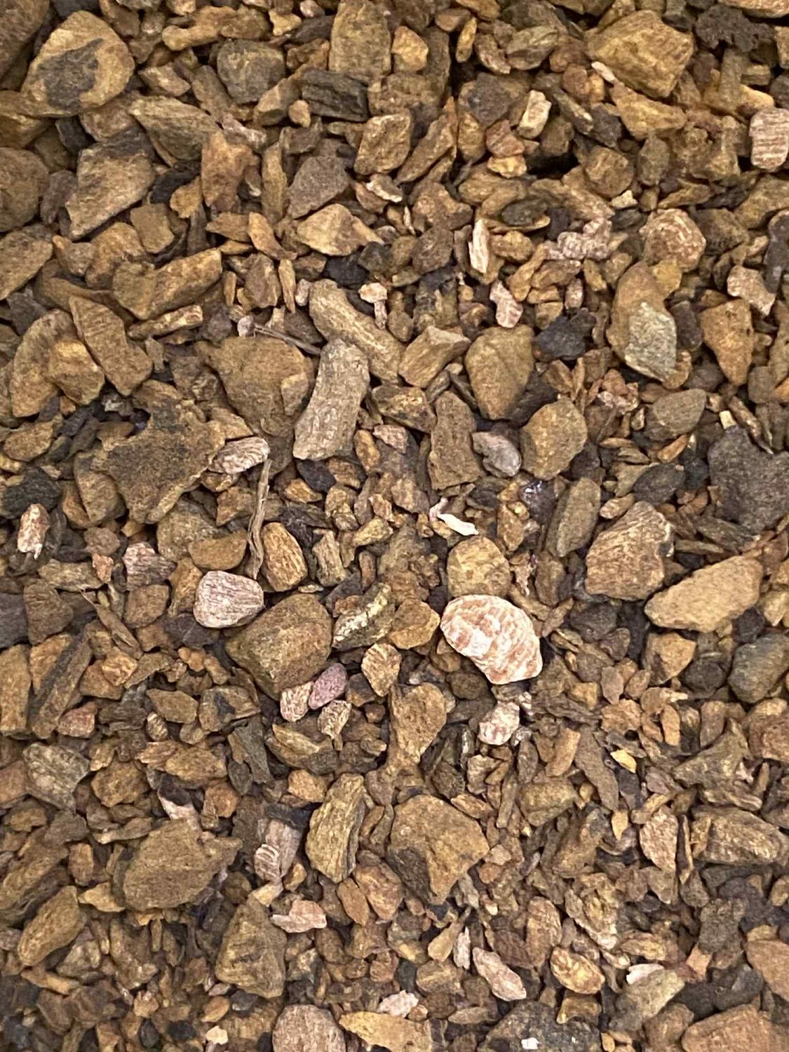 Rhubarb Root