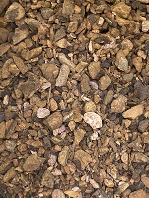 Rhubarb Root