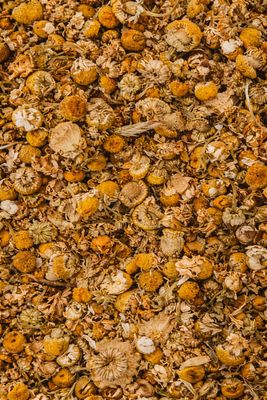 Chamomile, Organic