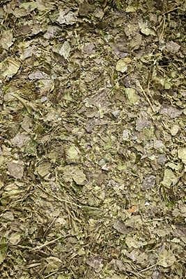 Yaupon Holly, Organic