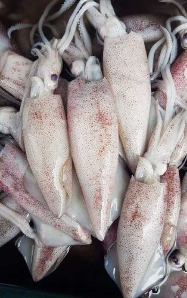 HCH Loligo Squid 500g