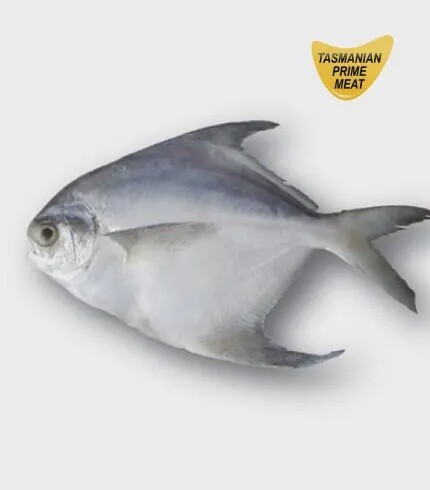 White Pomfret 800g