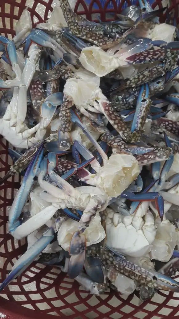 HCH Blue Swimming Crabs 500g SL