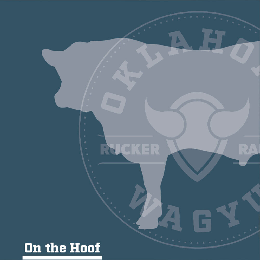 1 Whole Wagyu Beef (Reserve Deposit)