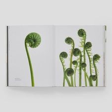 STILL: The Art of Noticing Mary Jo Hoffman