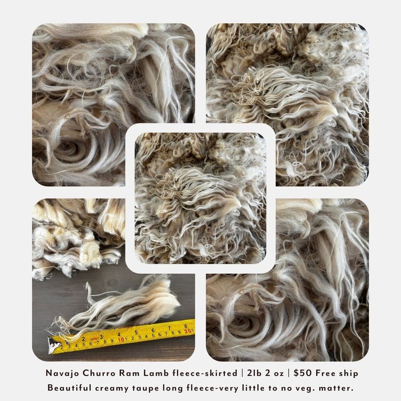 Navajo Churro Ram Lamb Fleece – Skirted | 2 lb 2 oz | Free Shipping