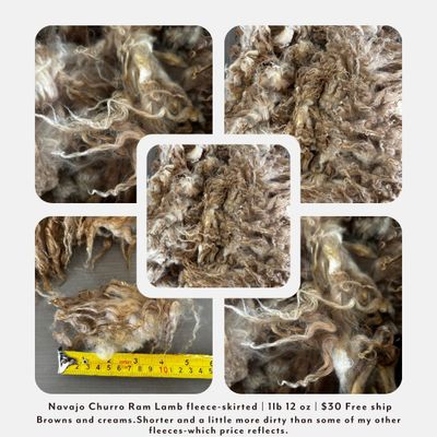 Navajo Churro Ram Lamb Fleece – Skirted | 1 lb 12 oz | Free shipping