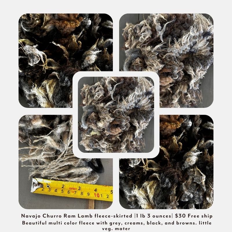 Navajo Churro Ram Lamb Fleece – Skirted | 1 lb 3 oz |  Free Shipping