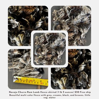 Navajo Churro Ram Lamb Fleece – Skirted | 1 lb 3 oz |  Free Shipping